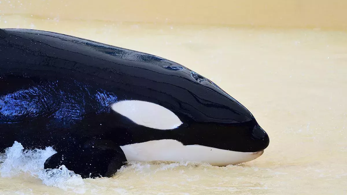 Gestrandeter Orca