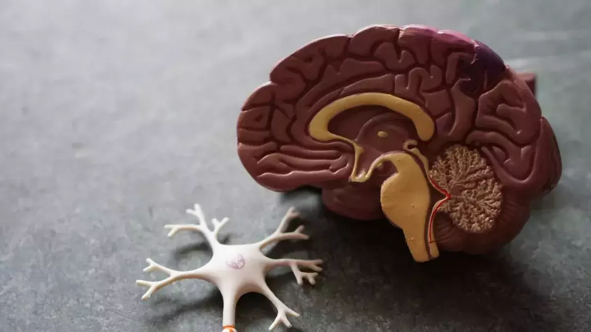 Das Gehirn ist ein sagenumwogenes Mysterium