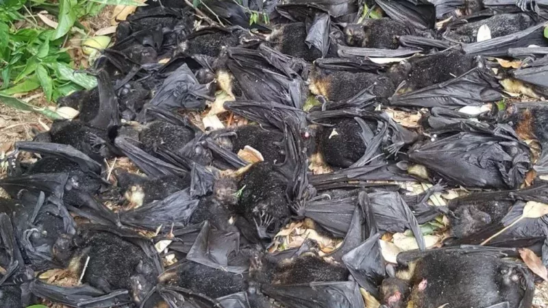 Gruselfund im eigenen Garten: Hunderte Flughunde fallen tot vom Baum und werden zur Gefahr