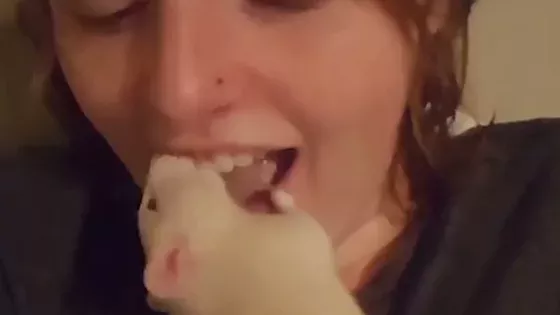 Neuer Ekel-Trend: Zähne putzen mit einer lebendigen Ratte