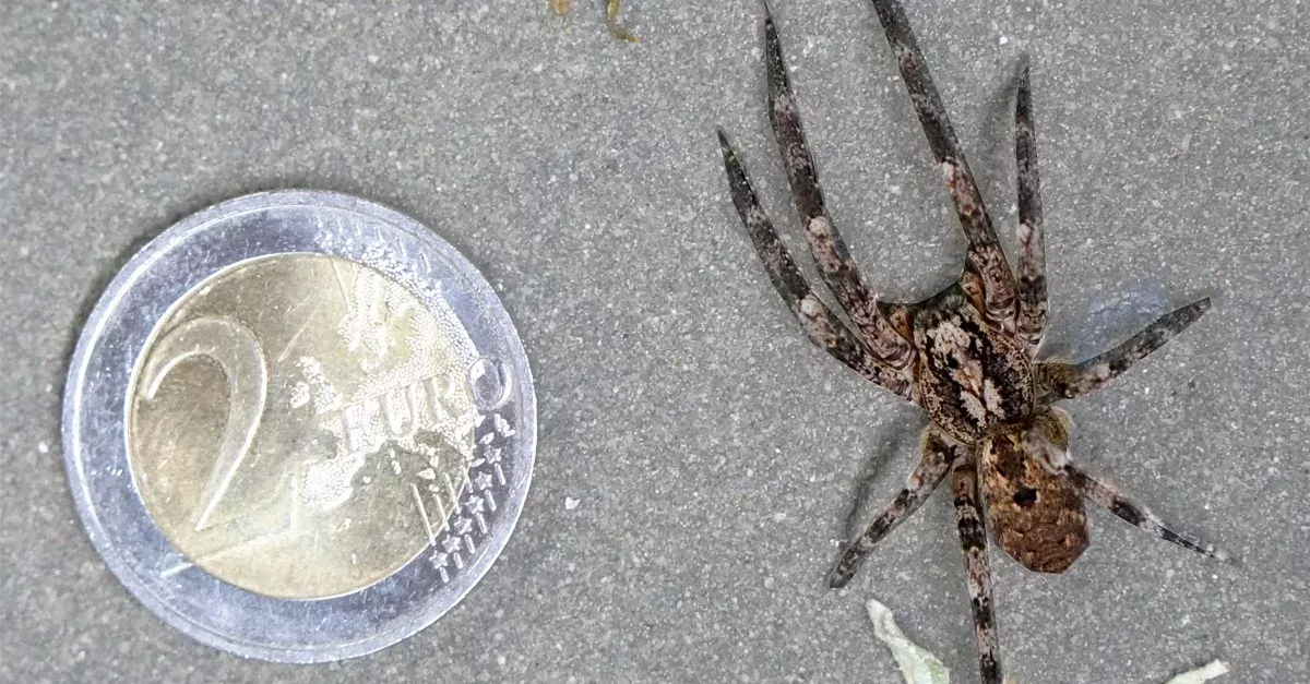 Giftspinne aus dem Ausland breitet sich in Deutschland aus