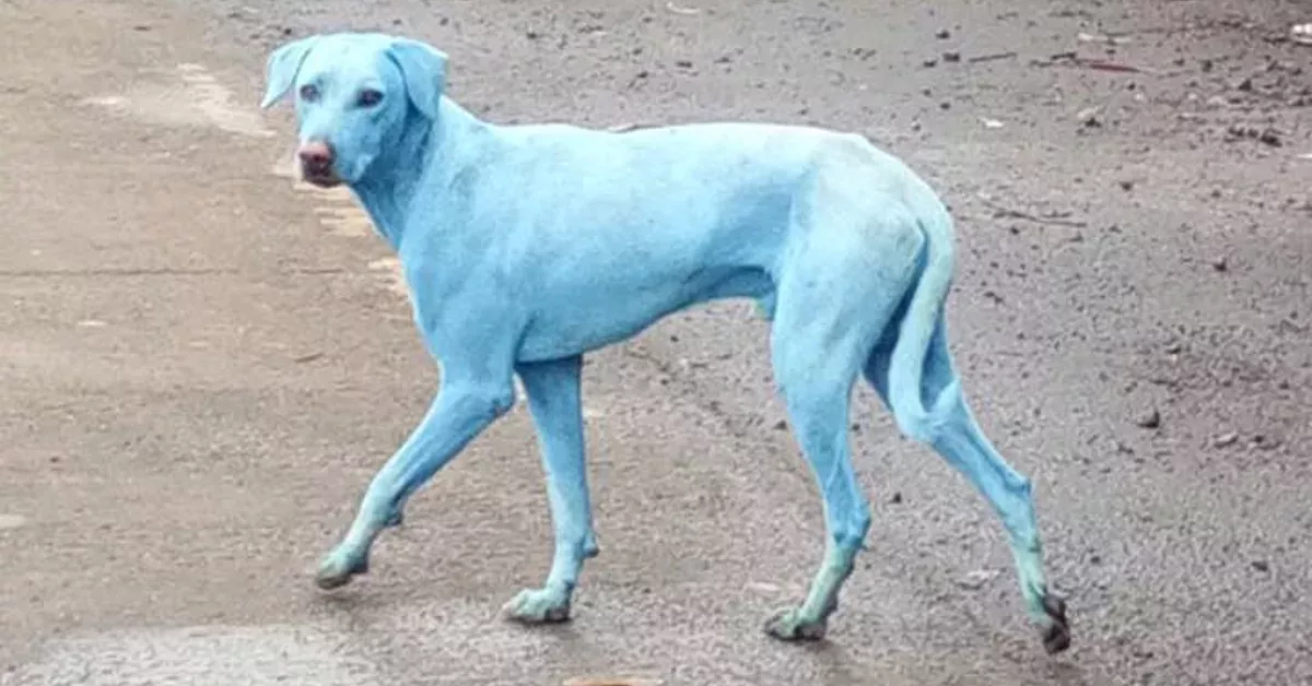 Das Geheimnis der blauen Hunde ist gelüftet