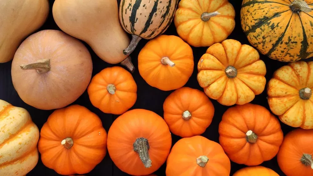 Von Butternut bis Hokkaido: Beliebte Kürbissorten im Überblick