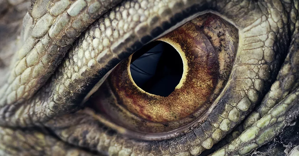 Drachen