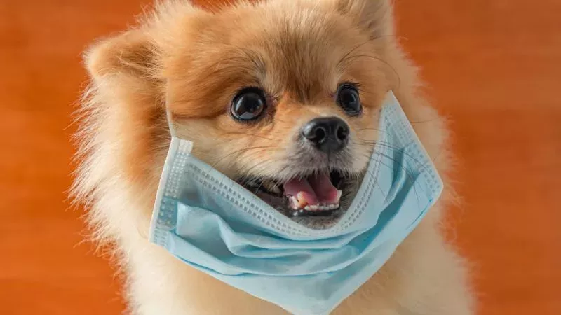 Erster Hund an COVID-19 erkrankt?