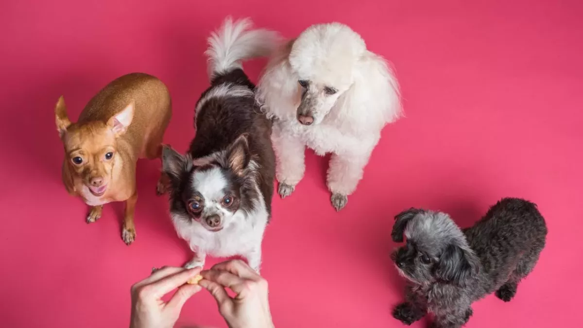 Schockierende Enthüllung: Diese haushaltsüblichen Lebensmittel sind für Hunde giftig