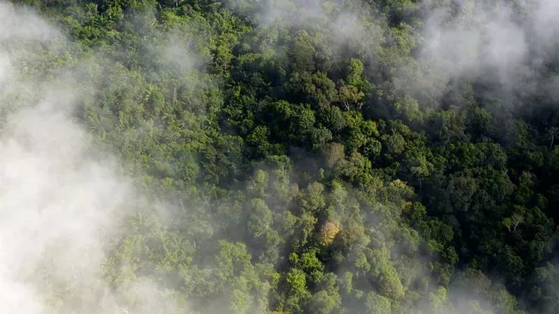 Waldbrand im Amazonas