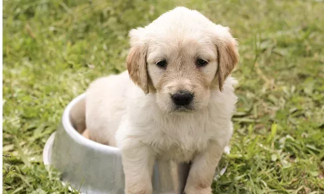 Warum Hunde keine Pfützen trinken sollten