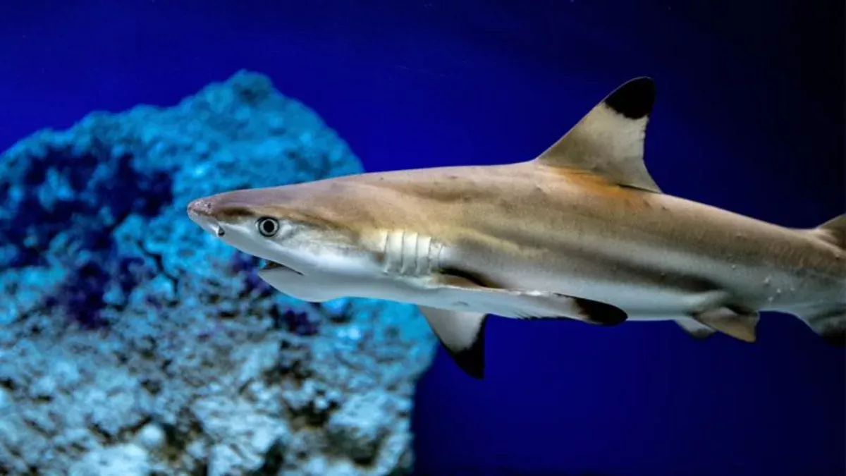 Hai in Aquarium