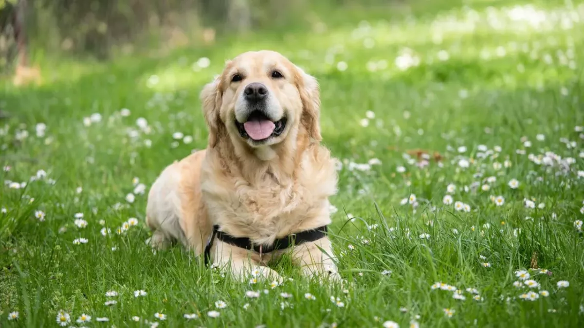 Hund liegt im Gras