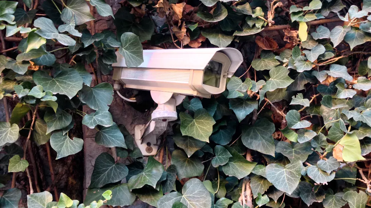 Kamera überwacht Garten und entlarvt ein Tier