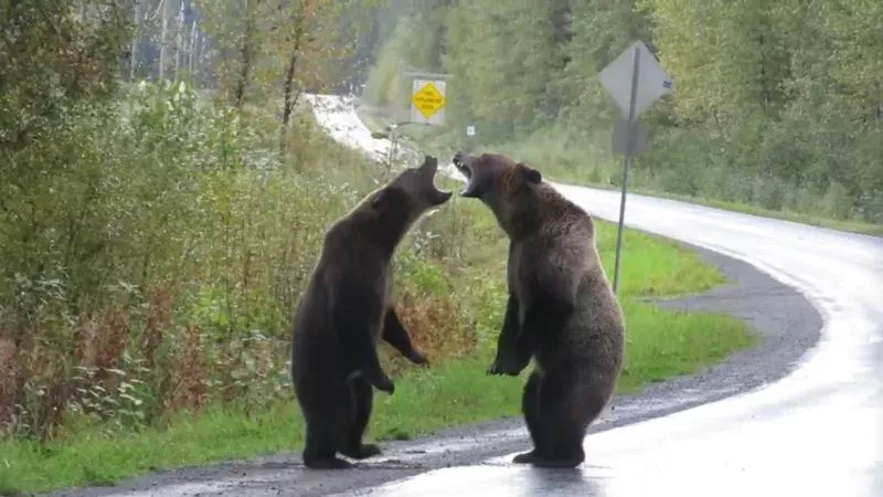 Kämpfende Grizzlybären