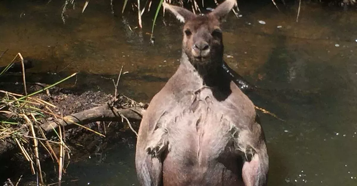 Känguru