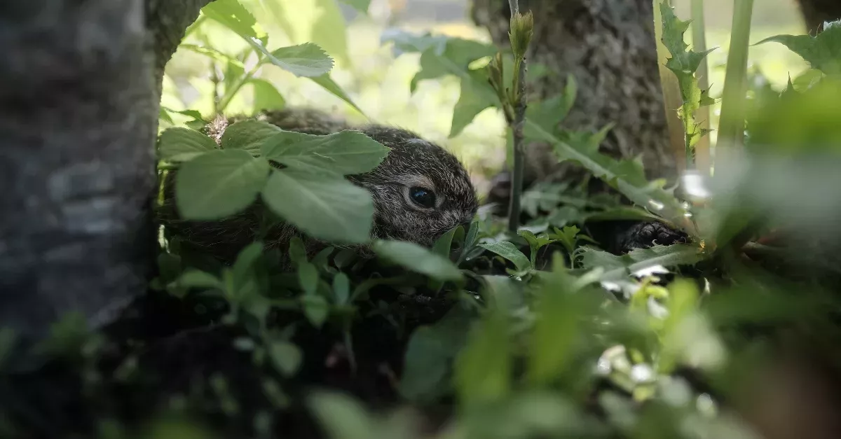 Kaninchen