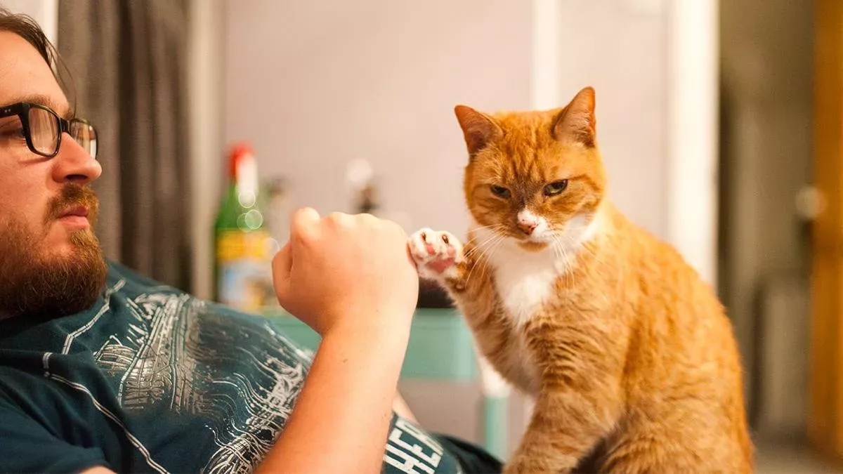 Katze zeigt ihr Hinterteil
