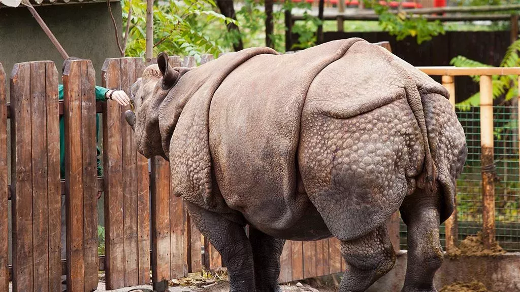 Nashorn und Zoobesucher
