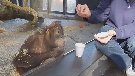 Orang-Utan
