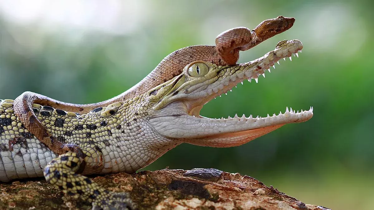 Schlange tötet Krokodil