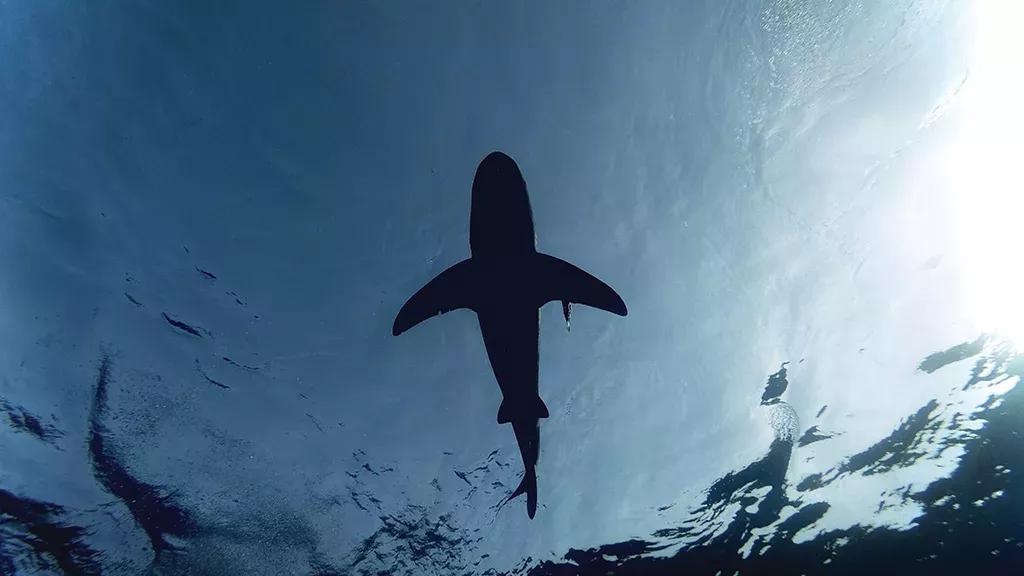 Sie ziehen einen 4-Meter-Hai aus dem Meer: Doch dann drehen sie ihn um!