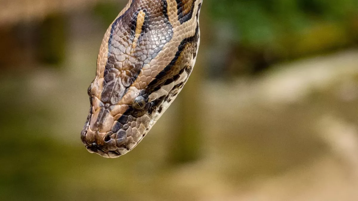 20 Pythons im Haus