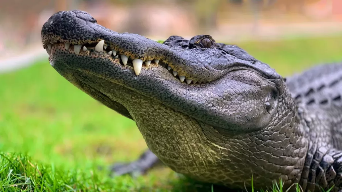 Alligator springt blitzschnell aus dem Wasser, um einen Welpen zu fressen