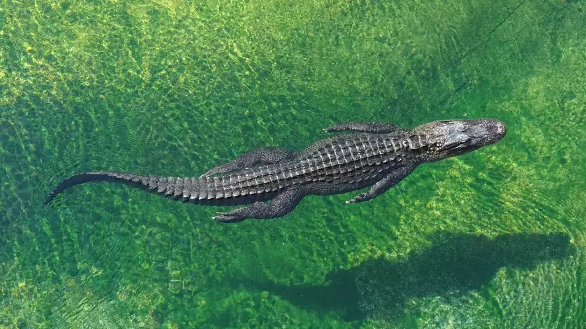 Alligator