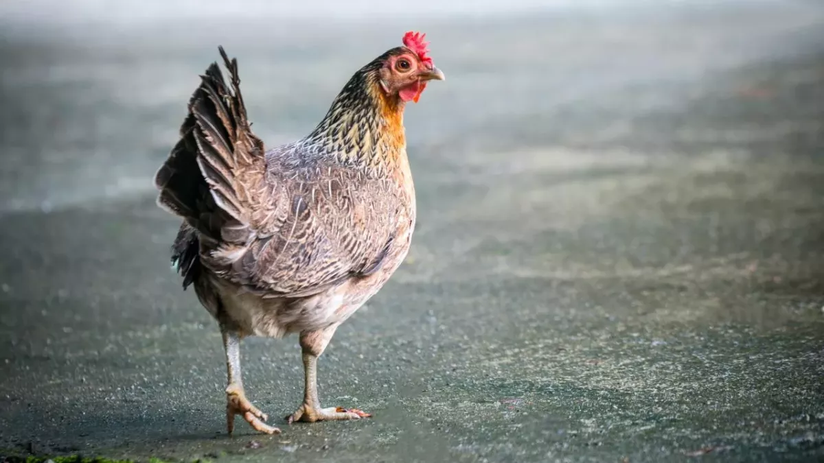 Per Anhalter: Huhn fährt 20 Kilometer und kehrt unbeschadet zu seinen Besitzern zurück