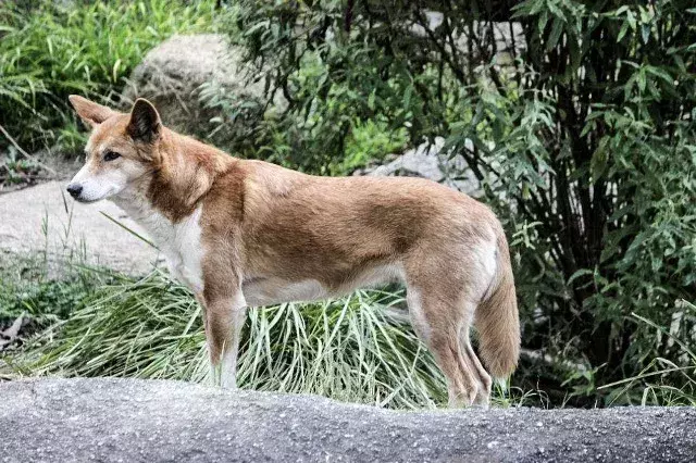 Australien: Ein Dingo rennt auf drei Haie zu, in einer spannungsgeladenen Konfrontation