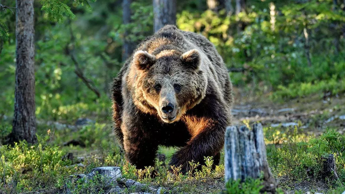 Bär greift an