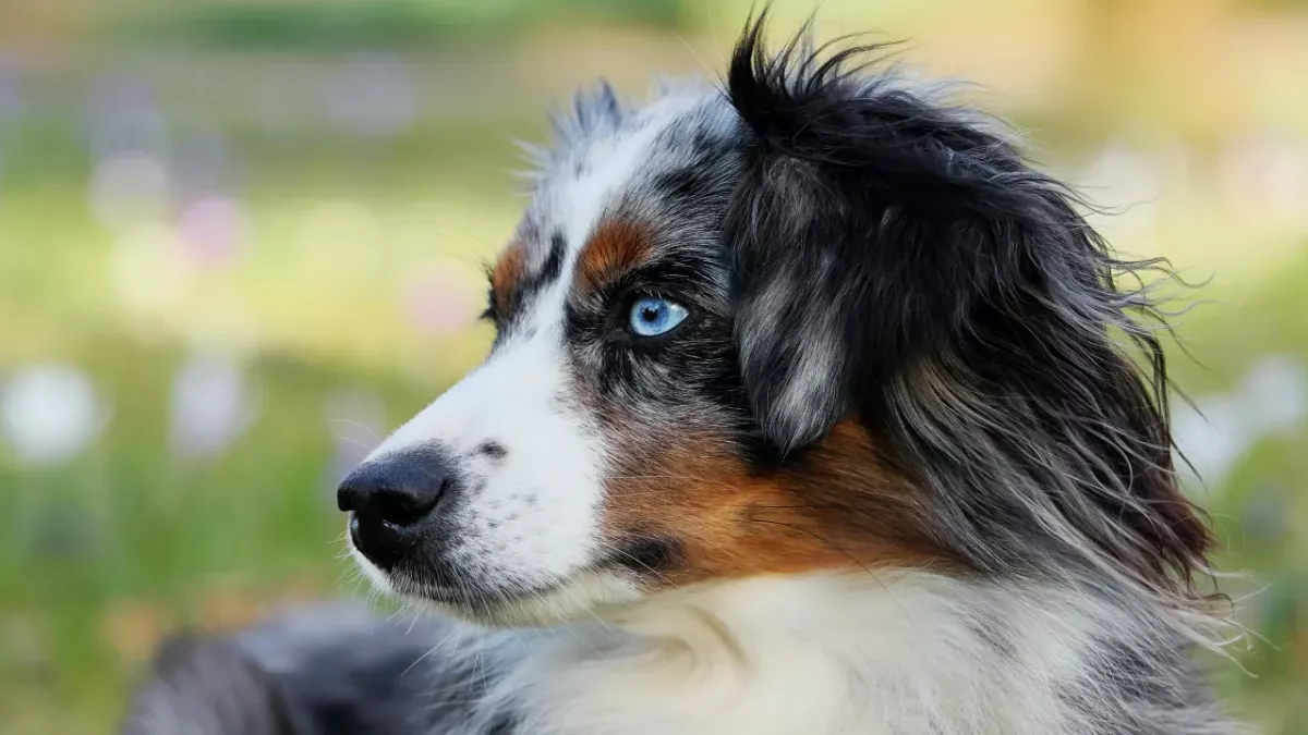 Bei Hundedame Secret wurde im Februar Krebs diagnostiziert
