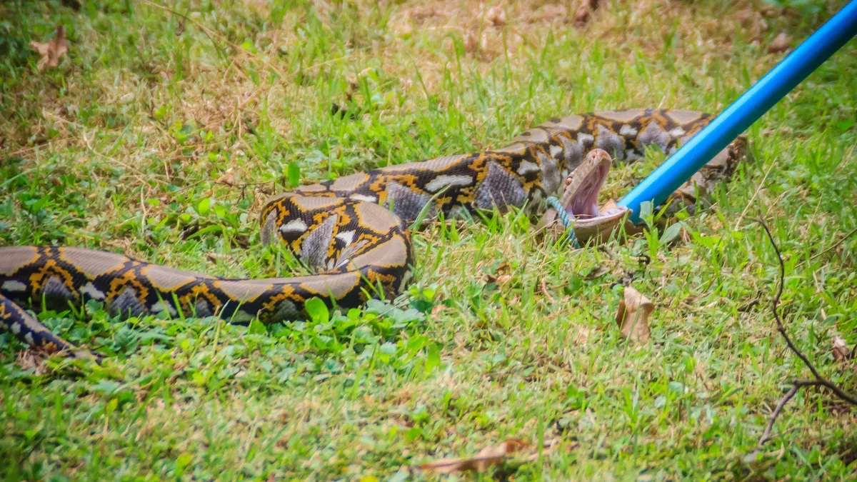 Beunruhigender Fund im Magen der Tigerpython