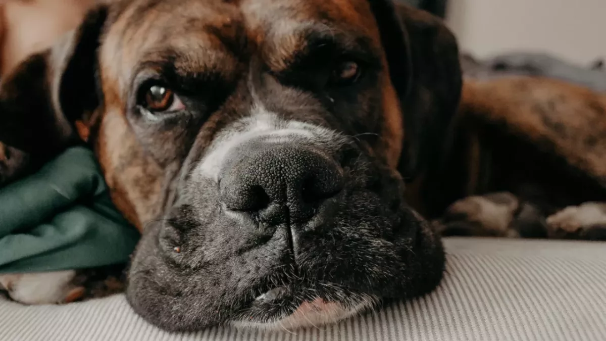 Boxer 