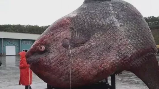 Angler fängt 1,2 Tonnen schweren Mondfisch: Die Fotos sorgen für Empörung