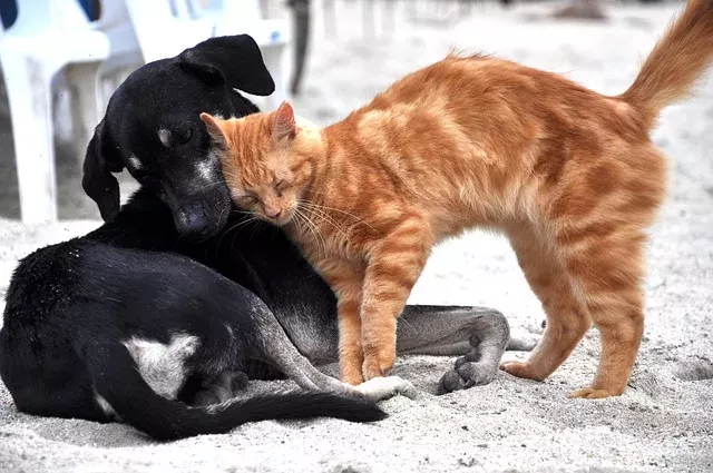 In der Tierklinik in Johannesburg hat sich ein ungewöhnliches Paar gefunden