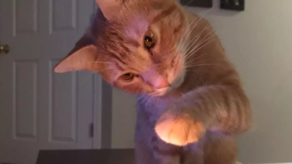 Ehemann wirft seinem Kater vor, ein böser Geist zu sein: "Meine Frau ist wegen ihm schwanger" 