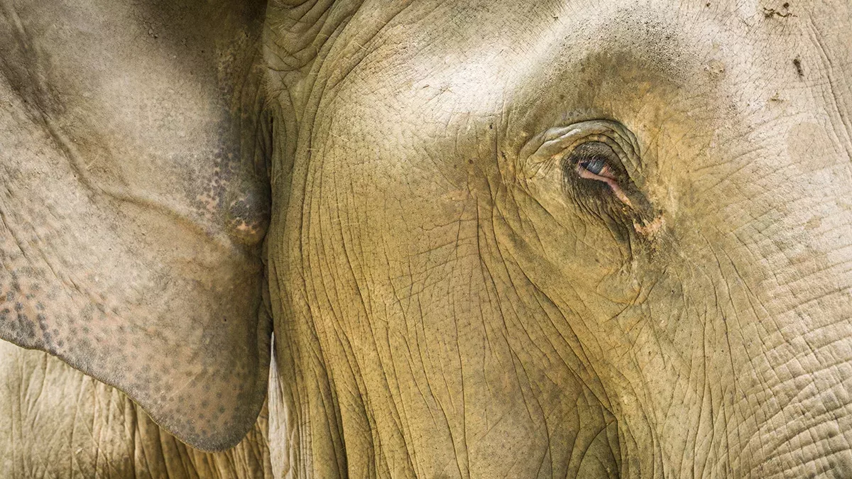 Ein Elefant hört Klaviermusik