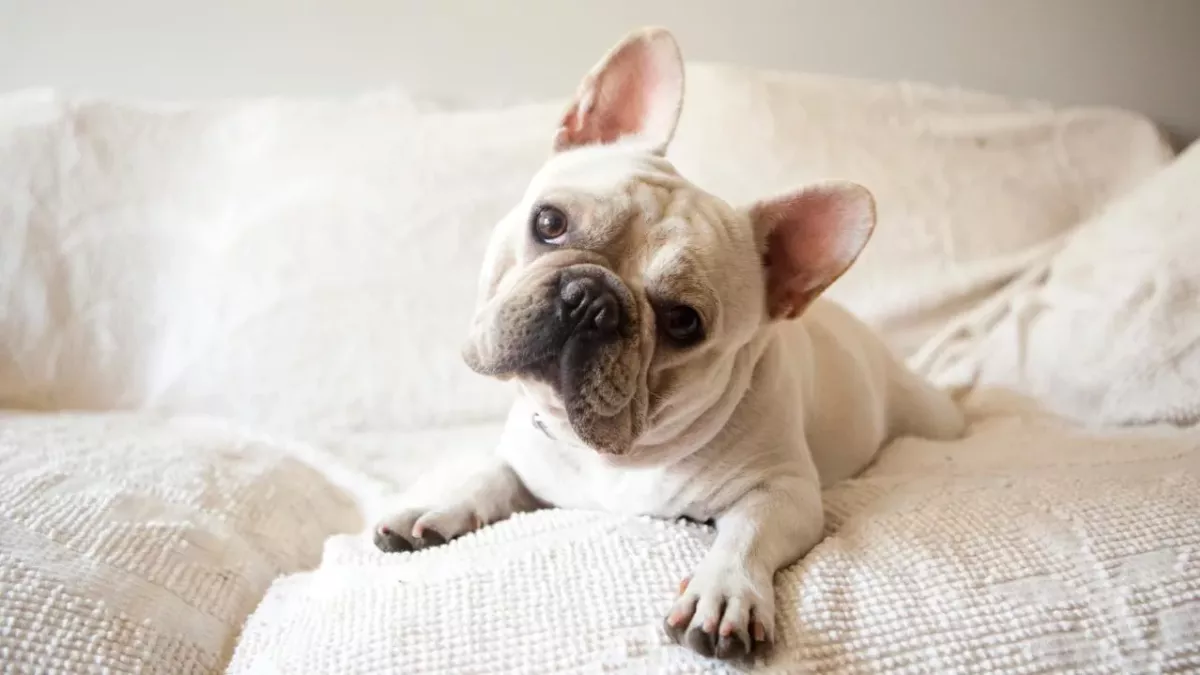 Eine Französische Bulldogge