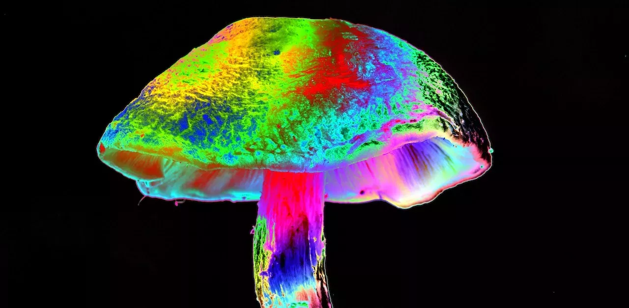 Er spritzt sich Magic Mushrooms – kurz darauf wachsen sie in seinem Blut
