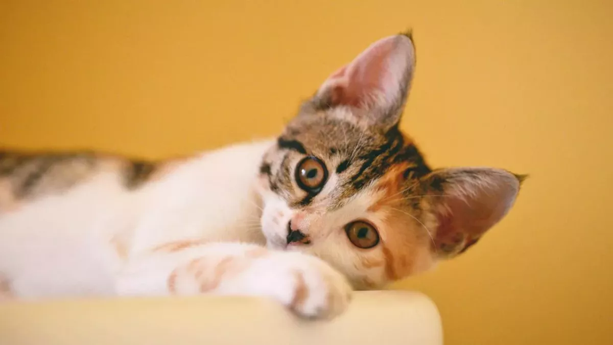 Frau verliert Augenlicht durch Katze: "Traue niemals einem Tier, und wenn es noch so niedlich ist"