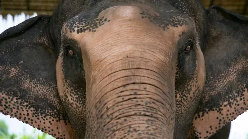Grausamer Tod: Elefant stirbt, nachdem er eine mit Sprengstoff bestückte Frucht gefressen hat