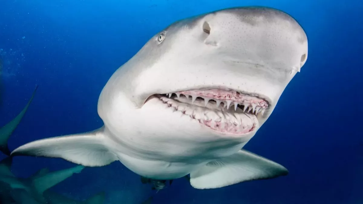 Hai