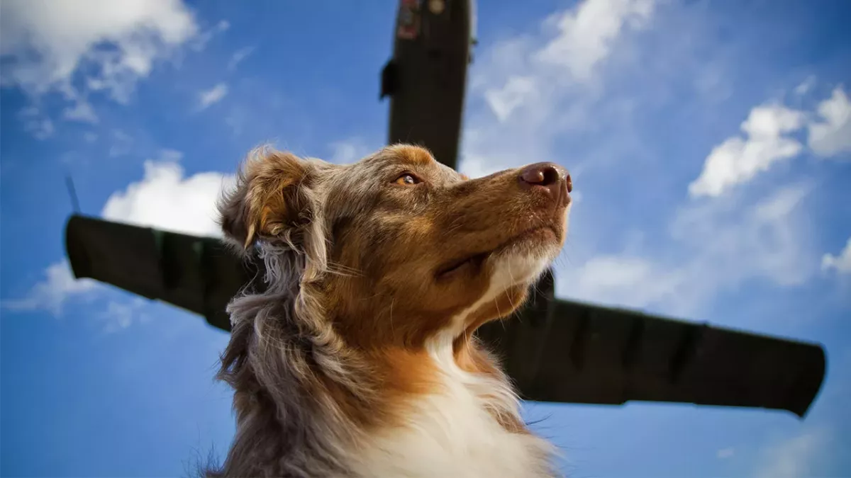 Hund im Flugzeug: Jetzt soll das Tier Entschädigung erhalten!