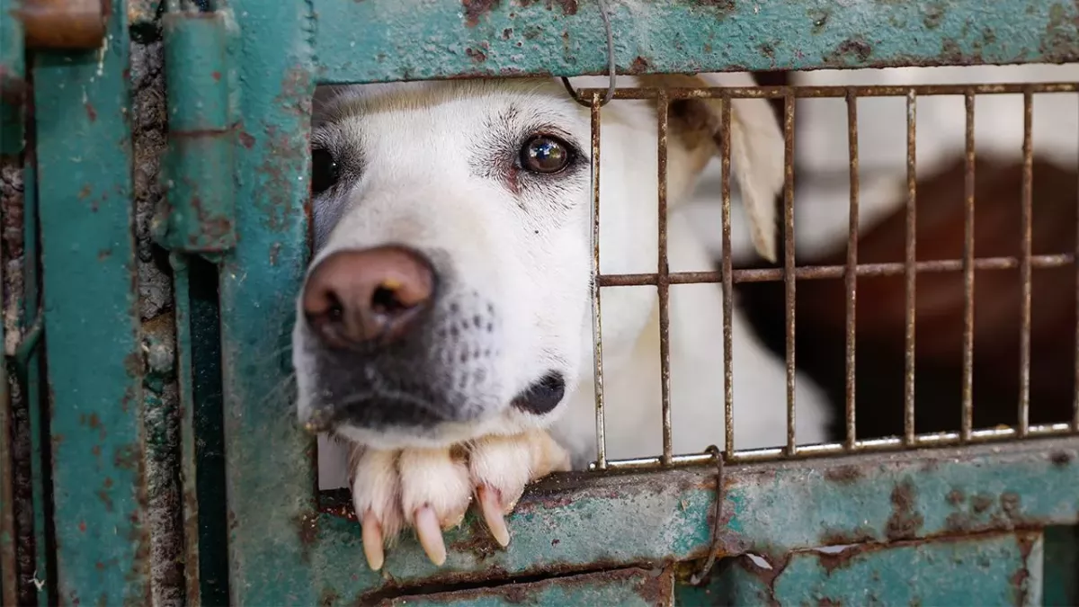 Hund im Tierheim