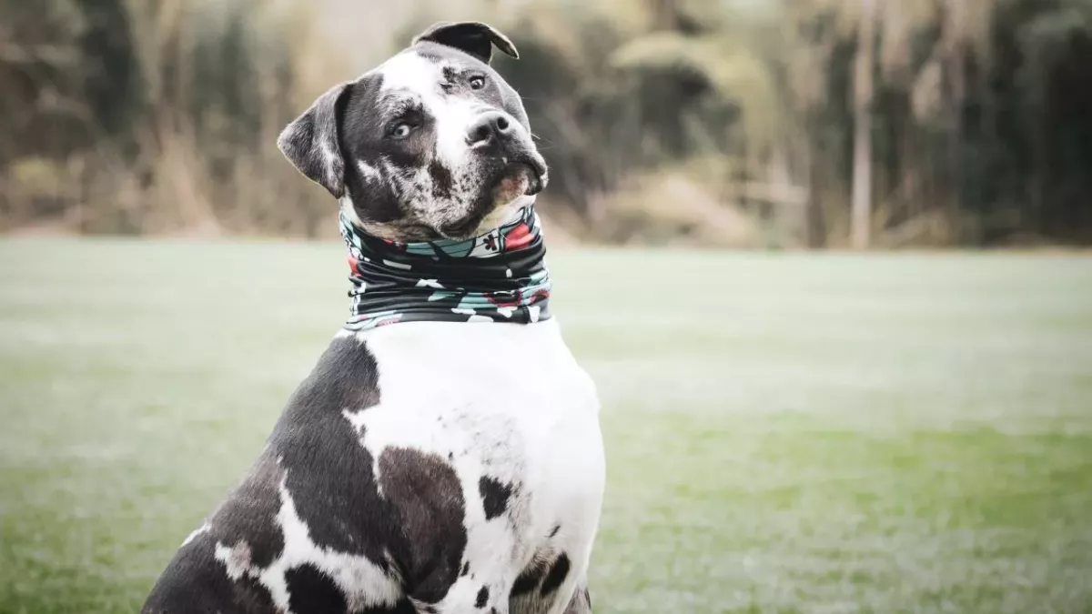 Hund mit traurigem Schicksal