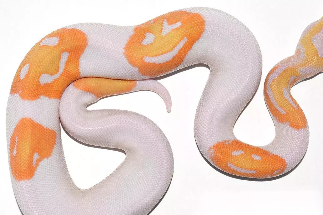 Königsppython mit drei Smileys auf der Haut geboren