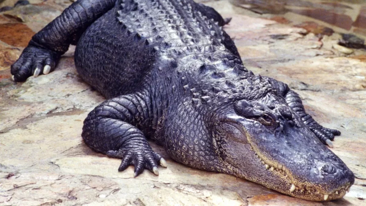 Krokodil-Angriff im Zoo