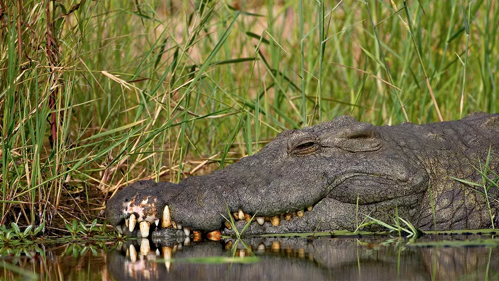 Krokodil lebt jahrelang mit Abfallprodukt um den Körper: Jetzt soll es befreit werden