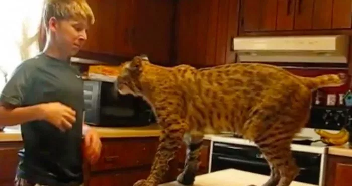 Luchs gerettet