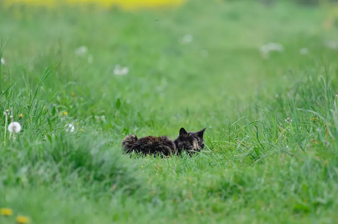Manchmal muss man auch Katzen zu ihrem Glück zwingen: mit täglichem Spaziergang zum Abnehmen