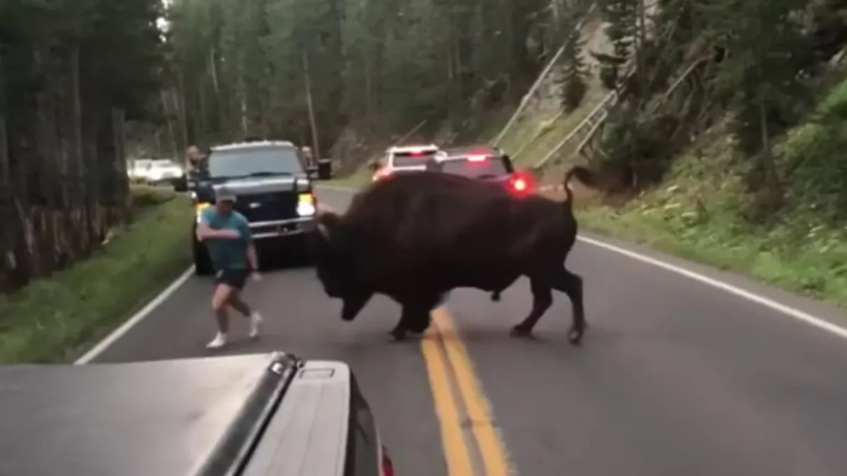 Mann provoziert Bison und bereut es sofort